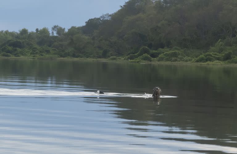 El ejemplar de nutria gigante avistado en el Río Bermejo (Gentileza Sebastián Di Martino)