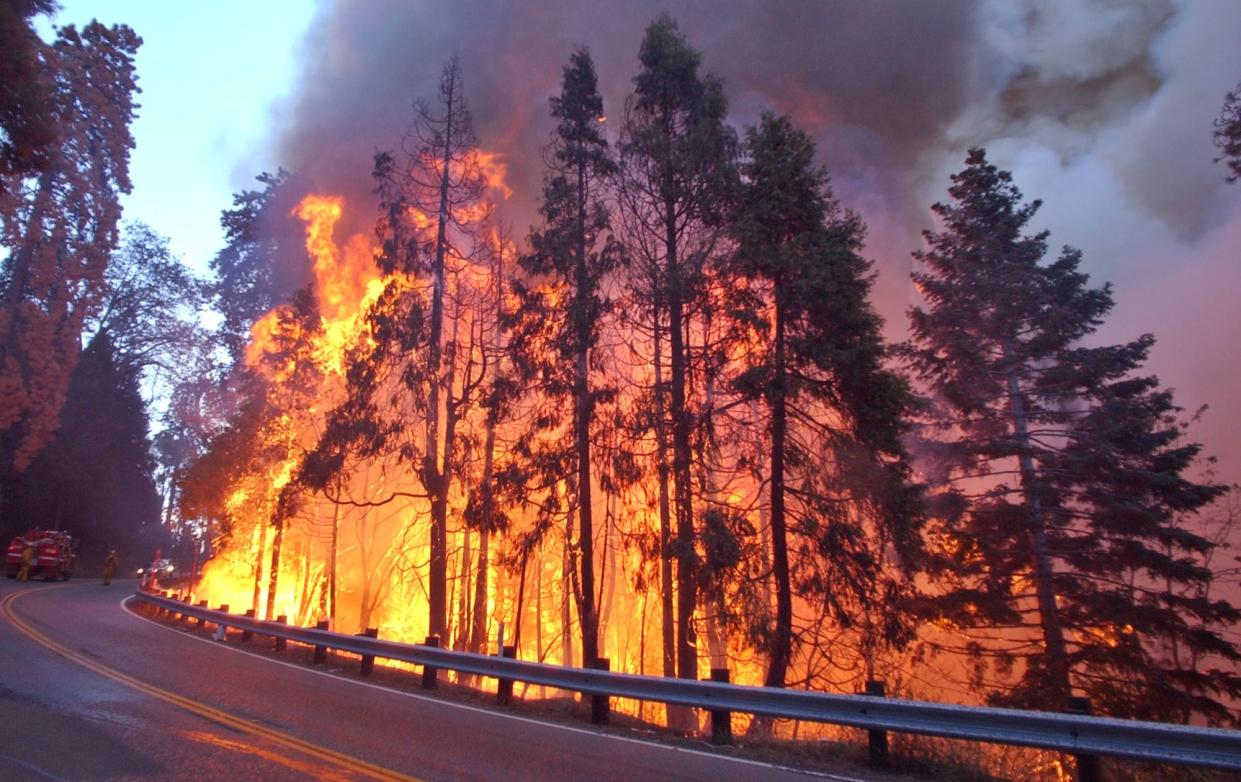 Trees go up in flames from the Old Fire in Lake Arrowhead, Calif.