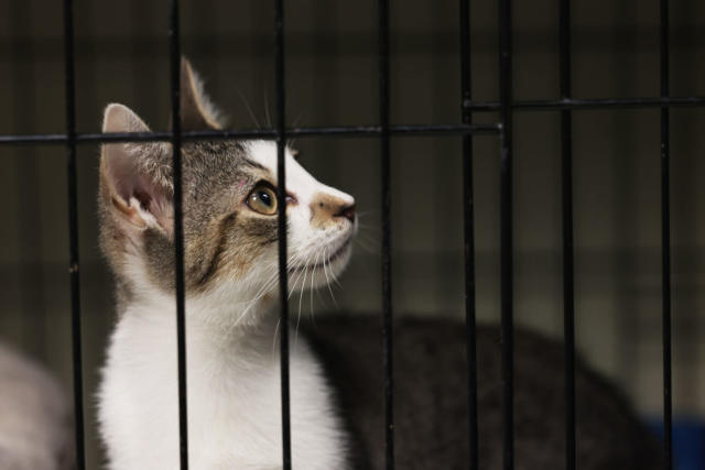 Cat Adoption, Pet Adoption in Houston, TX