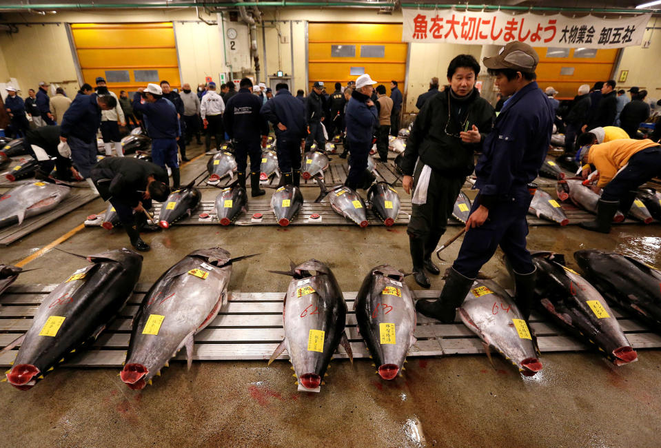 Bidding for tuna at Tsukiji