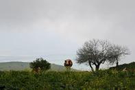 FILE PHOTO: Cows are seen in a field in the Israeli-occupied Golan Heights Wine from Israeli-held Golan Heights