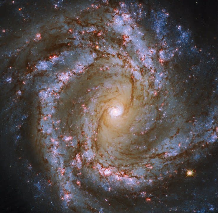 The luminous heart of the galaxy M61 dominates this image, framed by its winding spiral arms threaded with dark tendrils of dust. As well as the usual bright bands of stars, the spiral arms of M61 are studded with ruby-red patches of light. Tell-tale signs of recent star formation, these glowing regions lead to M61’s classification as a starburst galaxy. Though the gleaming spiral of this galaxy makes for a spectacular sight, one of the most interesting features of M61 lurks unseen at the centre of this image. As well as widespread pockets of star formation, M61 hosts a supermassive black hole more than 5 million times as massive as the Sun. M61 appears almost face-on, making it a popular subject for astronomical images, even though the galaxy lies more than 52 million light-years from Earth. This particular astronomical image incorporates data from not only Hubble, but also the FORS camera at the European Southern Observatory’s Very Large Telescope, together revealing M61 in unprecedented detail. This striking image is one of many examples of telescope teamwork — astronomers frequently combine data from ground-based and space-based telescopes to learn more about the Universe.