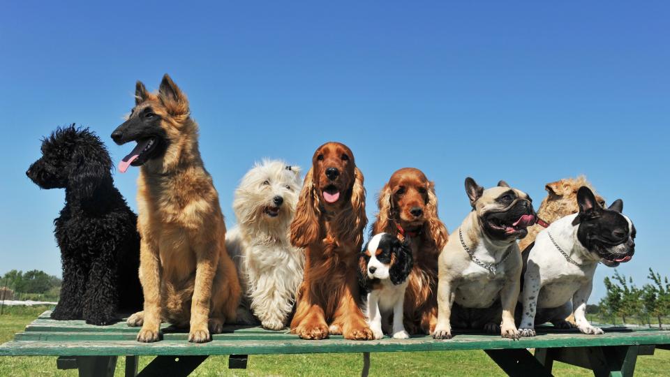 group of puppies purebred dogs on a table.