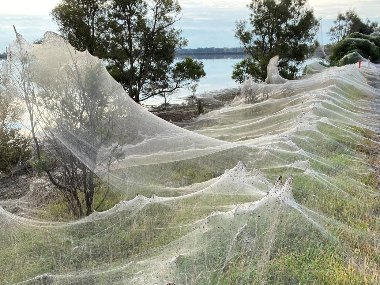 Telaraña de arañas cerca de humedales en Longford, Victoria ( Jeff Hobbs via Facebook/via REUTERS)