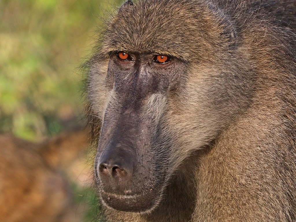 Chacma baboon were trophy hunters' top choice of primate victim: Wikipedia commons