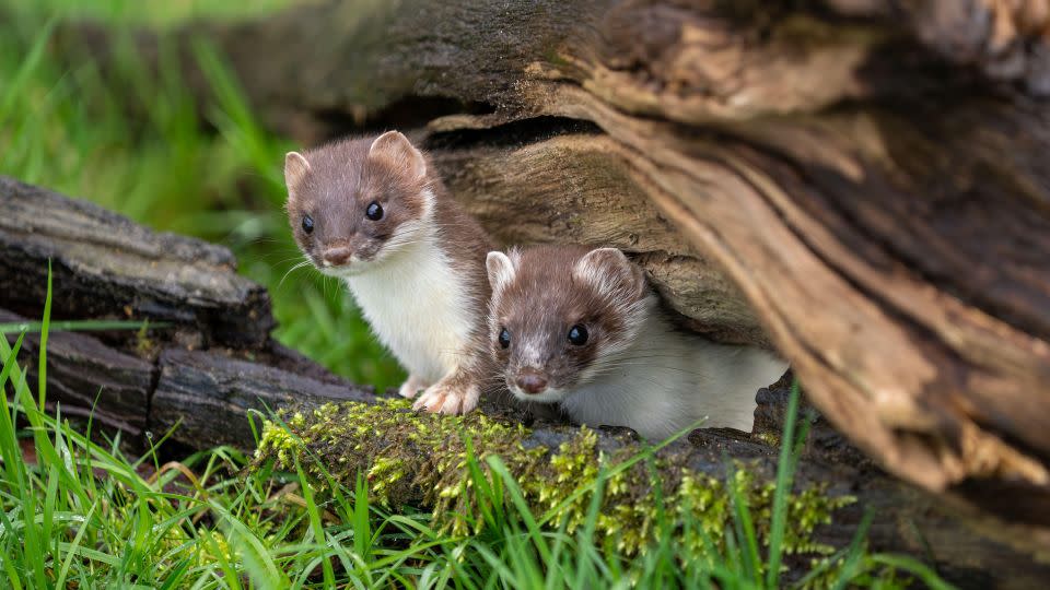Stoats, along with fellow mustelids weasels and ferrets, are on New Zealand's hitlist. - Stephan Morris Photography/Alamy