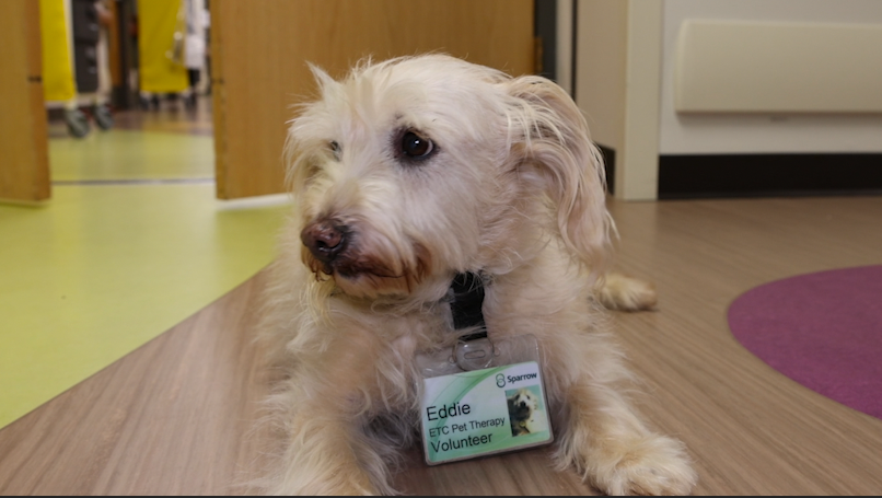 Eddie, Sparrow Hospital's longest-serving therapy dog wears his ID badge like all good employees.