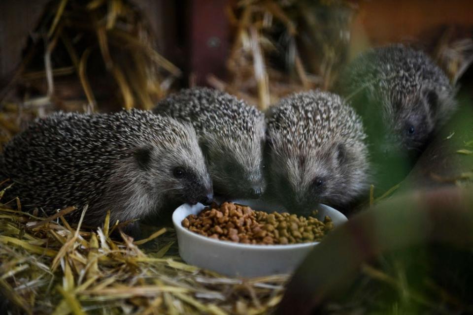 This photograph taken on June 16, 2022 shows hedgehogs eating in the "Les P'tits Kipik" association's park, which advocates for the protection of the species, in Orsay.