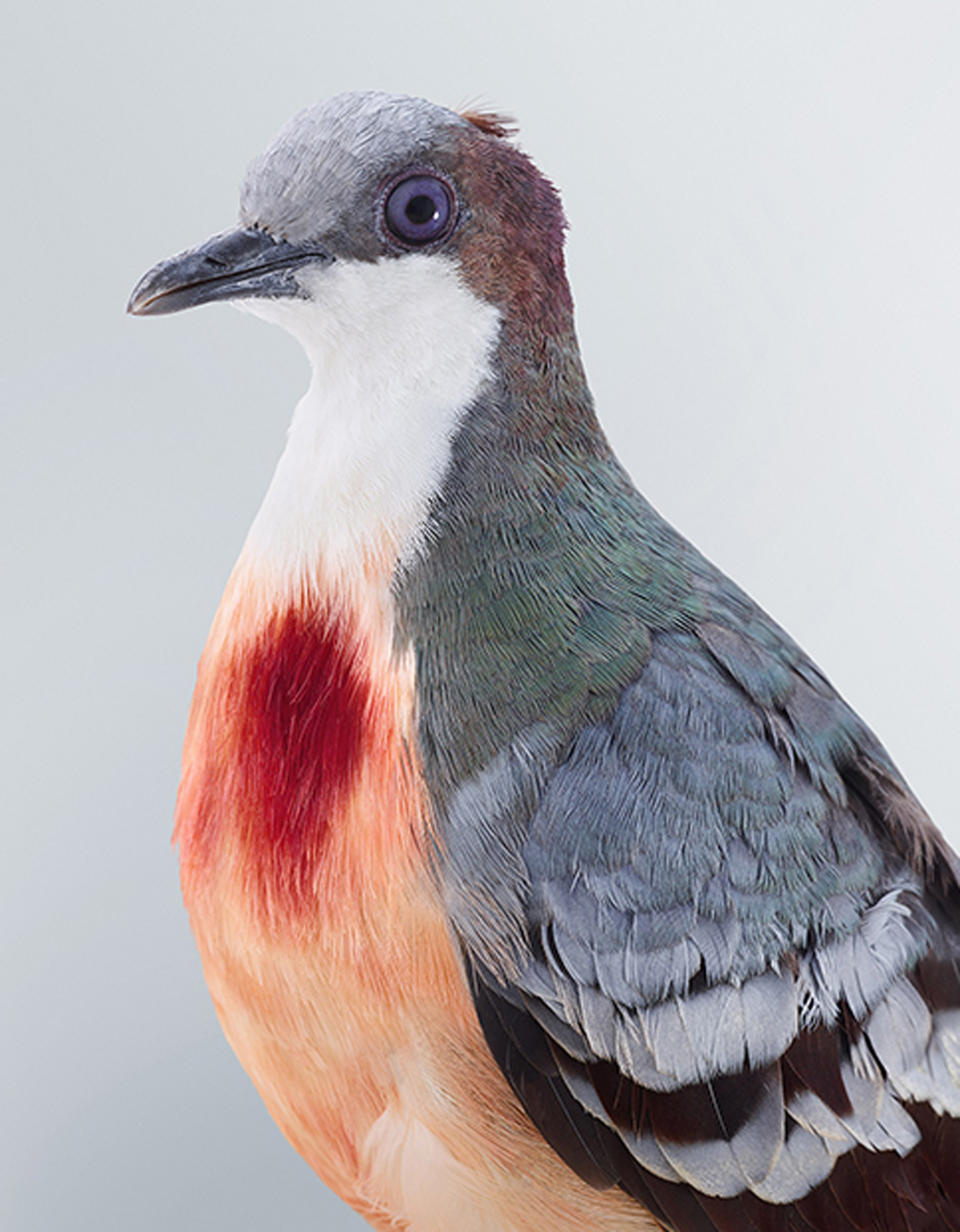 Bleeding heart dove