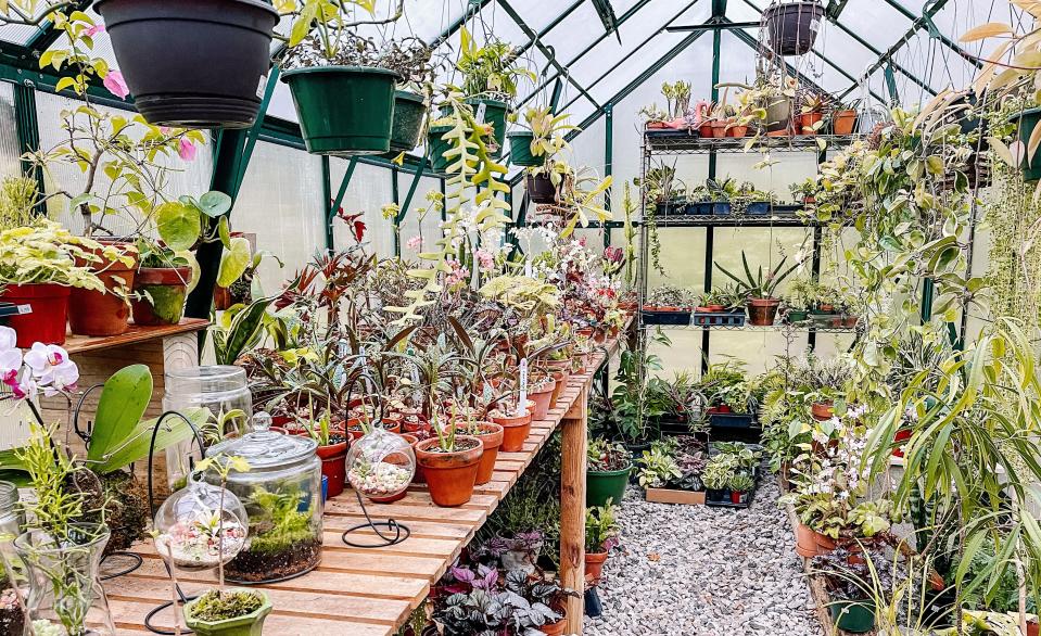 “The pandemic really started this plant obsession,” said Terumi Watson. “Those trends are constantly changing and there is something new that they are obsessed about. We try to bring something different to every plant sale for our repeat customers.” Fountain City, April 12, 2022.
