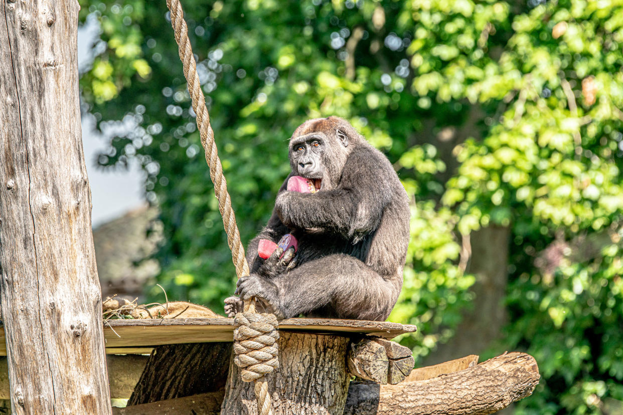 Western lowland gorilla Germot enjoying an ice lolly during the heatwave