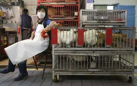 A chicken vendor taking a rest at her stall in the Hau Wong Road wet market in Kowloon City. About 6,000 poultry farmers and dealers will be provided with free human influenza vaccines starting from February 02 as Hong Kong braces for a possible outbreak - Credit: South China Morning Post