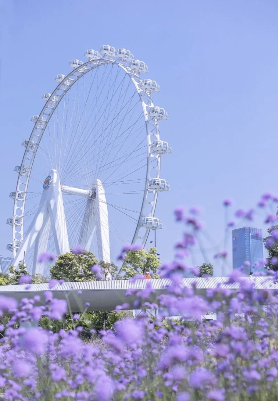 深圳賞花｜一文睇清各花花期及觀賞地 3月鬱金香、向日葵、黃花風鈴木 4月馬鞭草、泰國櫻花