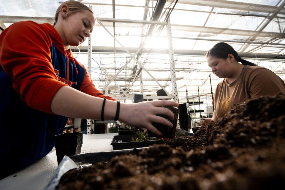 Lincoln High School sophomore Jayden Rasmussen, left, pots tomato plants for sale with junior Ava Sayasane during a horticulture class at Central Campus' Agricultural Science Academy on Thursday, April 4, 2024, in Des Moines.