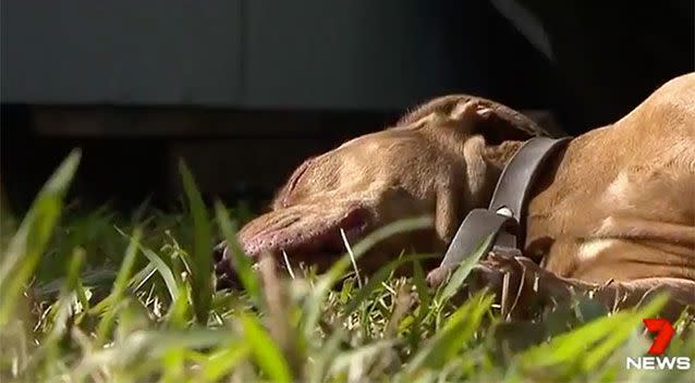 The staffy was all tuckered out after a long adventure. Source: 7 News