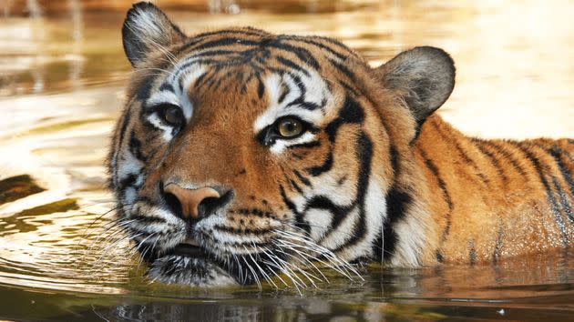 Eko the tiger in his pool at the Naples Zoo. (Photo: Naples Zoo)