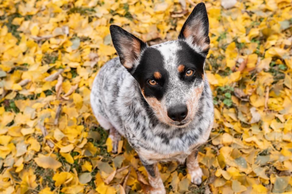 Grey Australian with fallen leaves background