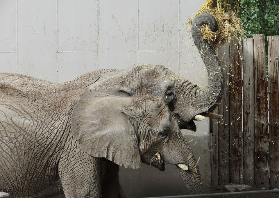 Hogle Zoo elephant mother Christie and daughter Zuri eat at the zoo in Salt Lake City on Friday, Oct. 13, 2023. The elephants are being relocated. | Jeffrey D. Allred, Deseret News