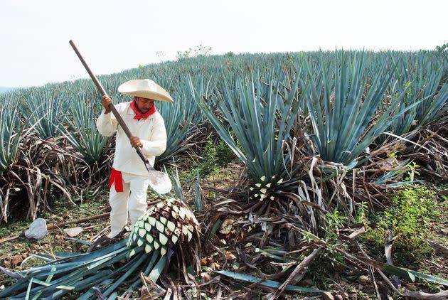 A jimador works the agave field in Tequila, Jalisco, Mexico. (Photo: camaralenta via Getty Images)