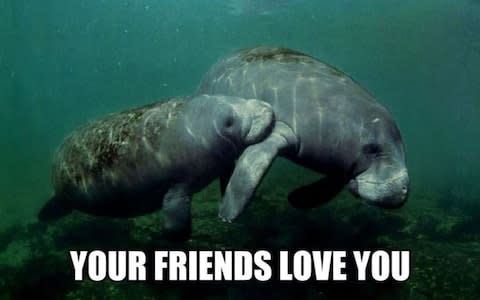 calmingmanatee.com - Credit: calmingmanatee.com