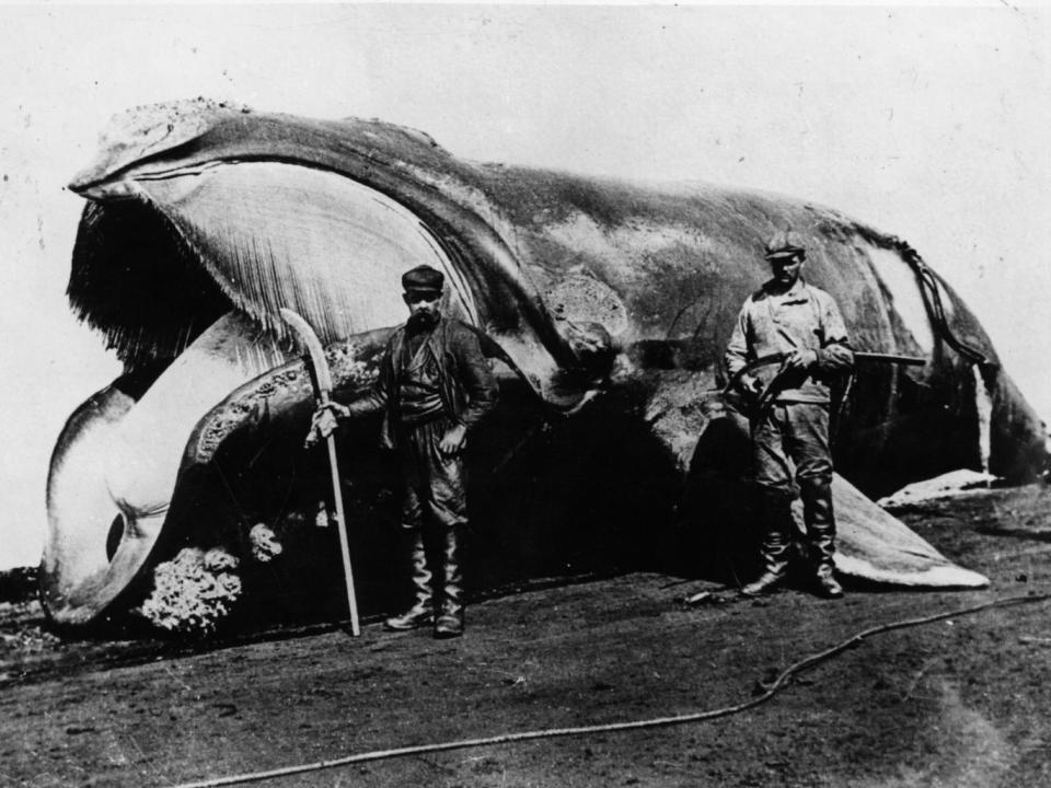 Whalers c.1900: by this time the killing was happening on an industrial scale Getty