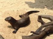 Hailing from South America, the endangered Giant Otter is the largest of the otter family. Its silky short fur makes it a target for hunters and fur traders. This is Asia's first display of the elusive inhabitant of the Amazon river.