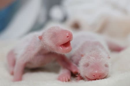 Twin giant panda cubs are seen in Chengdu, Sichuan Province, China, June 21, 2016. China Daily/via REUTERS