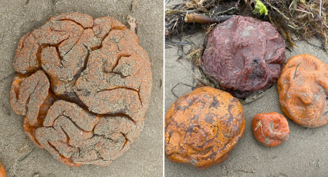 Strange brain-like beach find leaves Aussies stumped