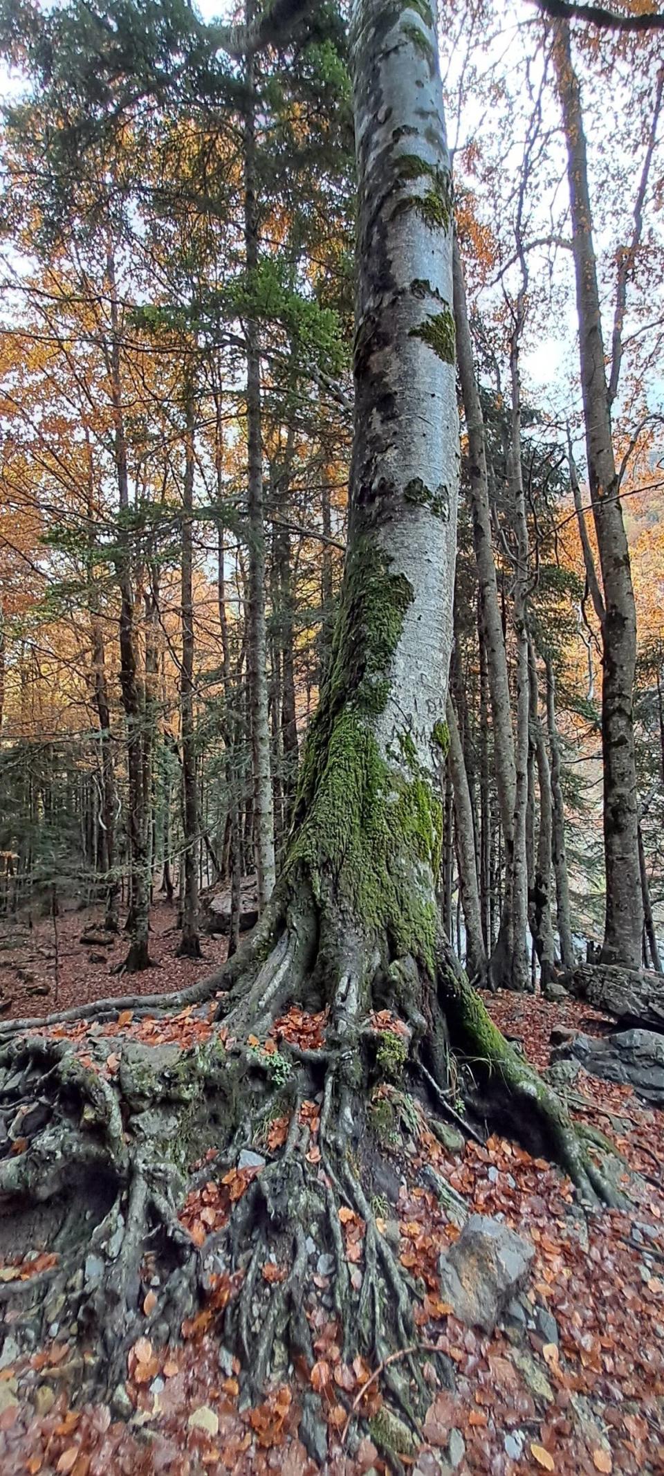 Paisaje de Ordesa.