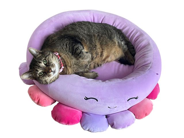 <p>Courtesy Joelle Goldstein</p> Lily the cat in the Jazwares Beula the Octopus Squishmallows Pet Bed