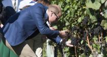 The Duke of Cambridge cuts grapes off a vine at Mission Hill Winery in Kelowna, B.C., Tuesday, Sept 27, 2016. THE CANADIAN PRESS/Jonathan Hayward