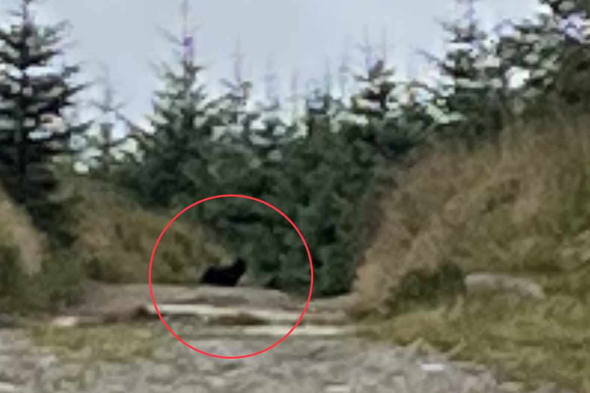 Pictures of alleged big cat sighting in Dartmoor, near Fernworthy Reservoir taken on Sunday August 27. See SWNS story SWTPcat, A walker is adamant he spotted a big cat roaming on Dartmoor - and says he has the picture to prove it.