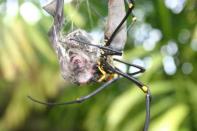 A small bat (superfamily Rhinolophoidea) entangled in the web of a <em>Nephila pilipes</em> spider at the top of the Cockatoo Hill near Cape Tribulation, Queensland, Australia. The spider pressed its mouth against the dead, wrapped bat, indicat