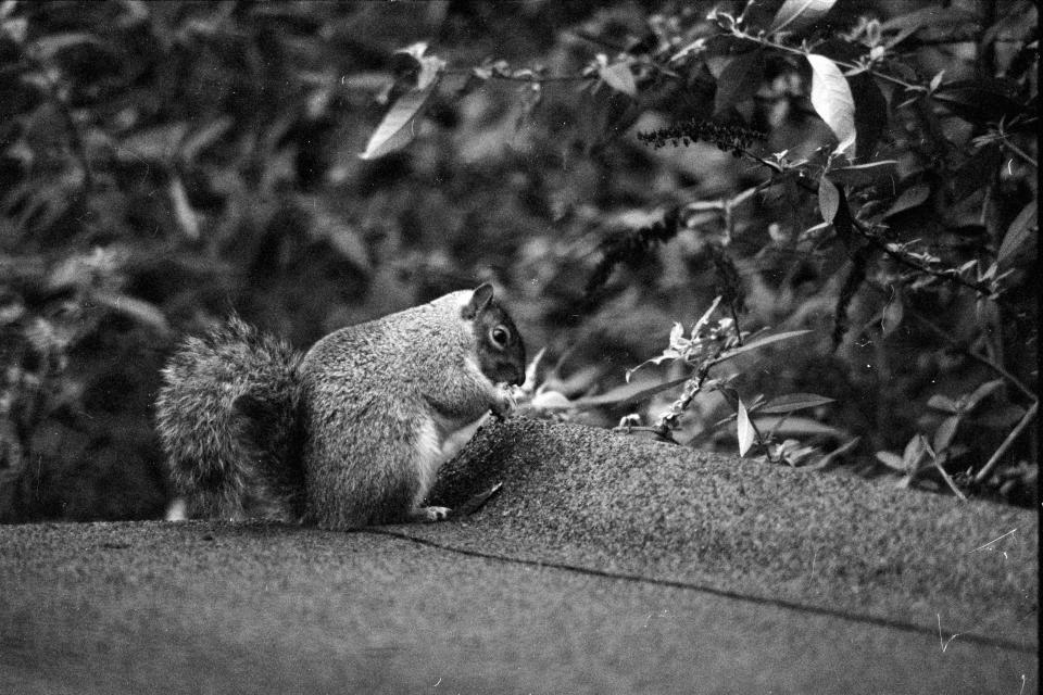 Squirrel perched on the edge of a roof taken on Ilford HP5 Plus 35mm film