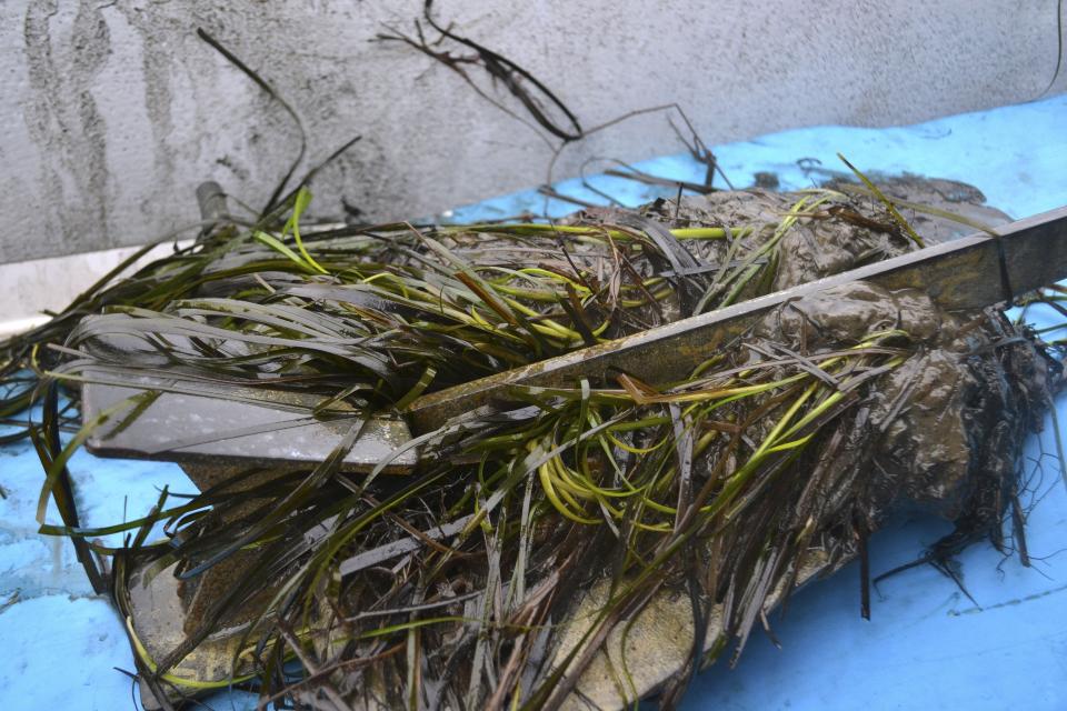 In this Oct. 29, 2019 photo, a clump of eel grass wraps around a boat anchor pulled up from the waters of Great Bay in Durham, N.H. After years of declines, University of New Hampshire marine scientists have started to document a recovery of eel grass, which is critical for water quality in the bay and serves as food source and shelter for fish, crustaceans and other marine animals. (AP Photo/Michael Casey)