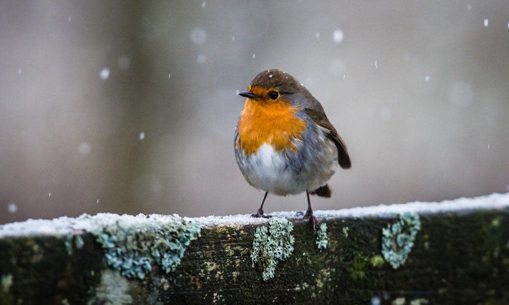 A robin in cold weather