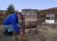 Peter Davis, owner of Island Beehive, locks Ligurian beehives to prepare them for transport on Kangaroo Island