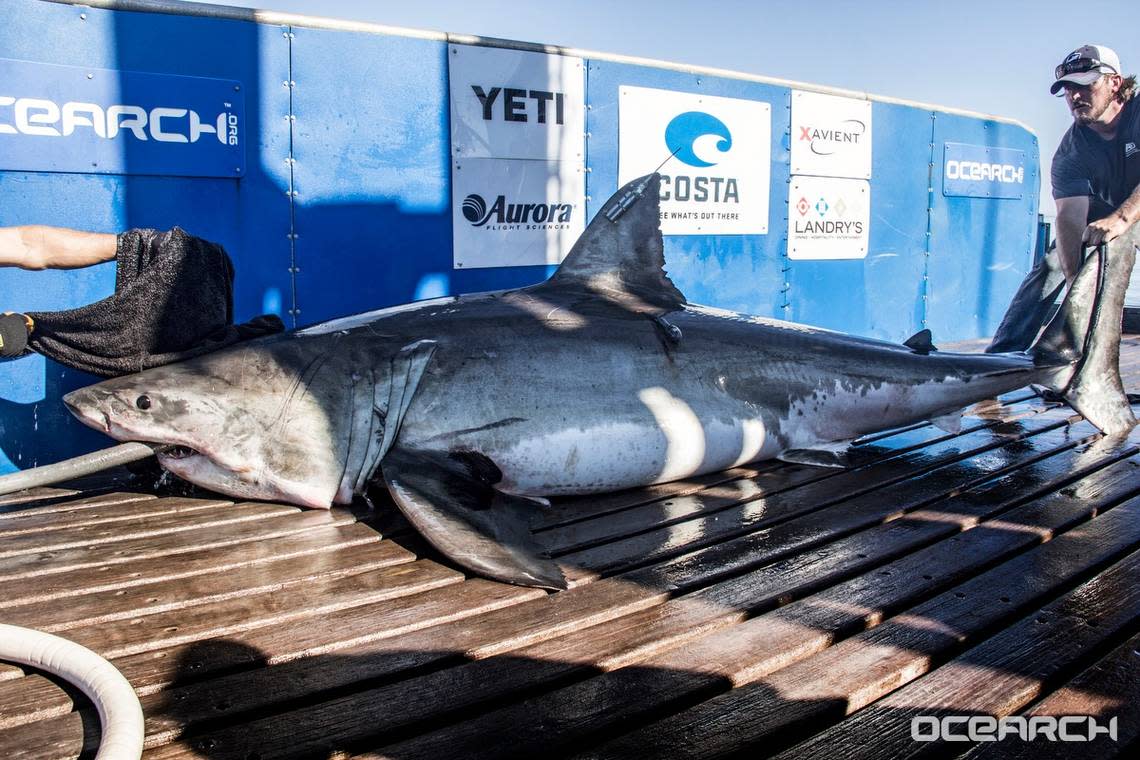 The shark weighed just over 1,000 pounds and was 12 feet, 5 inches long when tagged in 2016. It’s estimated she could be “14 or 15 feet long today,” OCEARCH says.