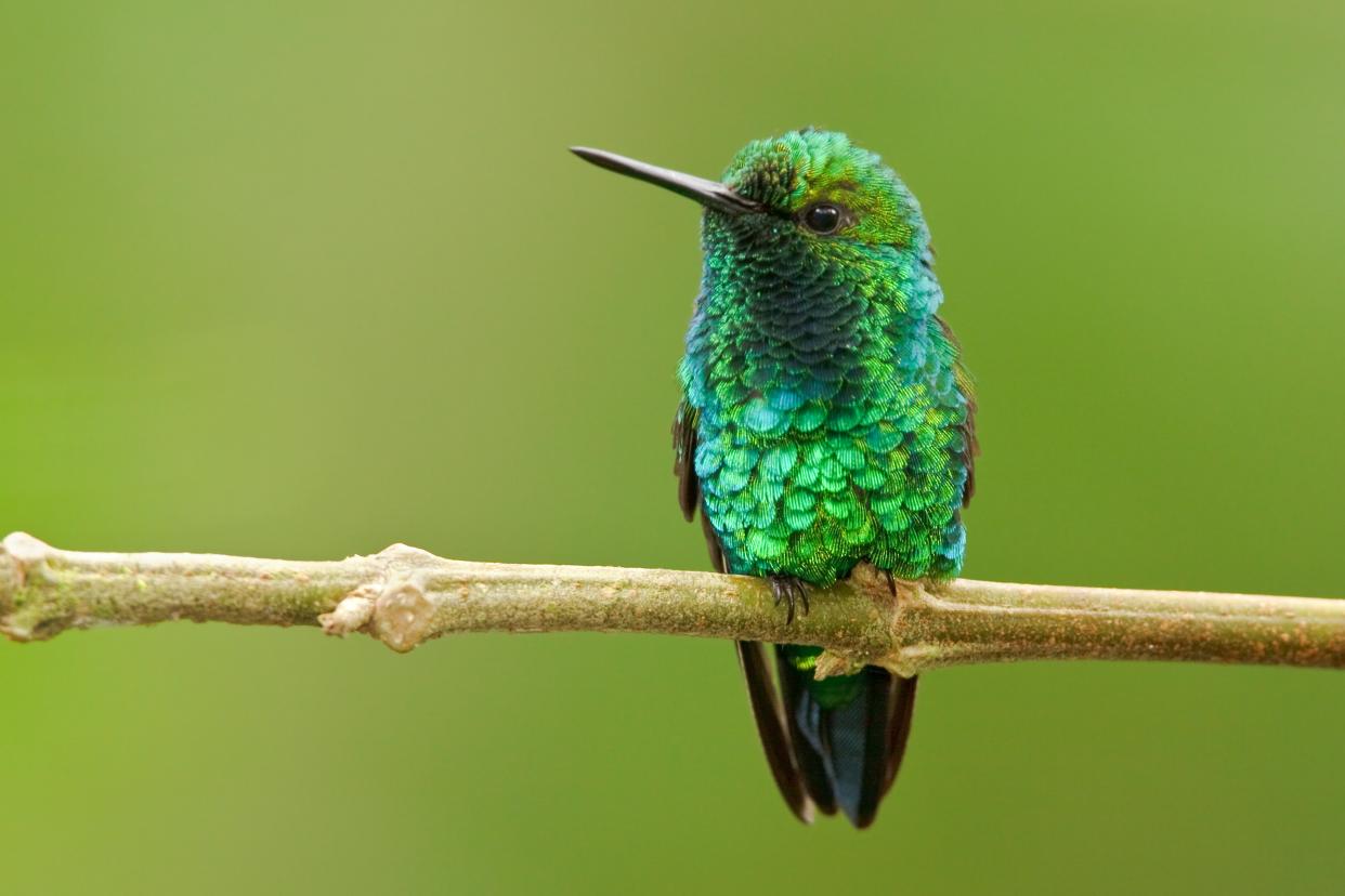 Ecuador is home to more than 130 species of hummingbird - This content is subject to copyright.