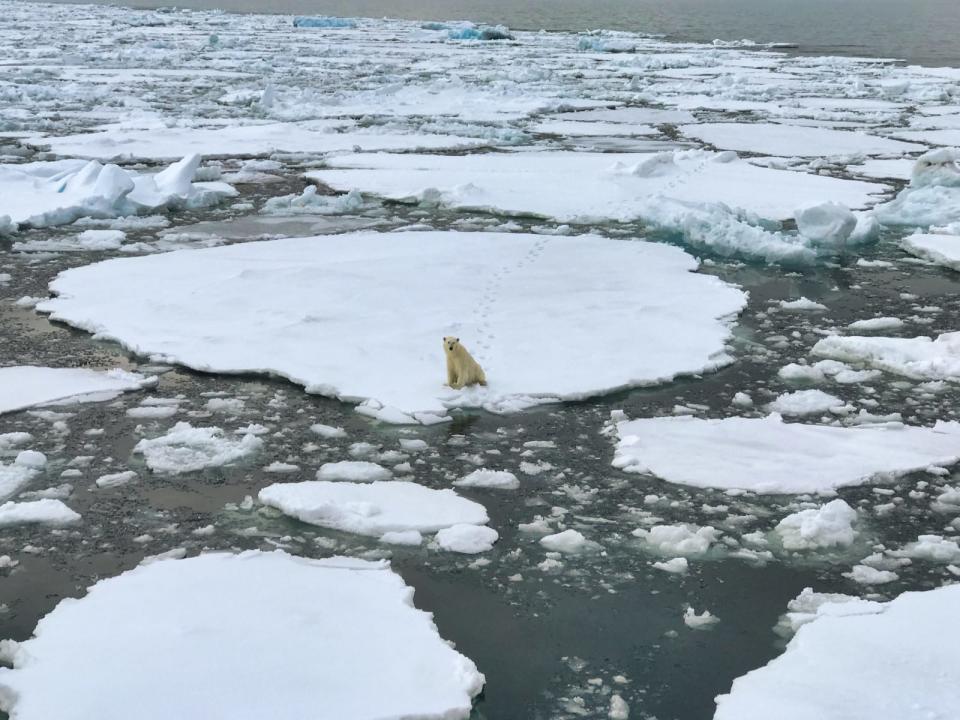 Polar bear sitting on sea ice