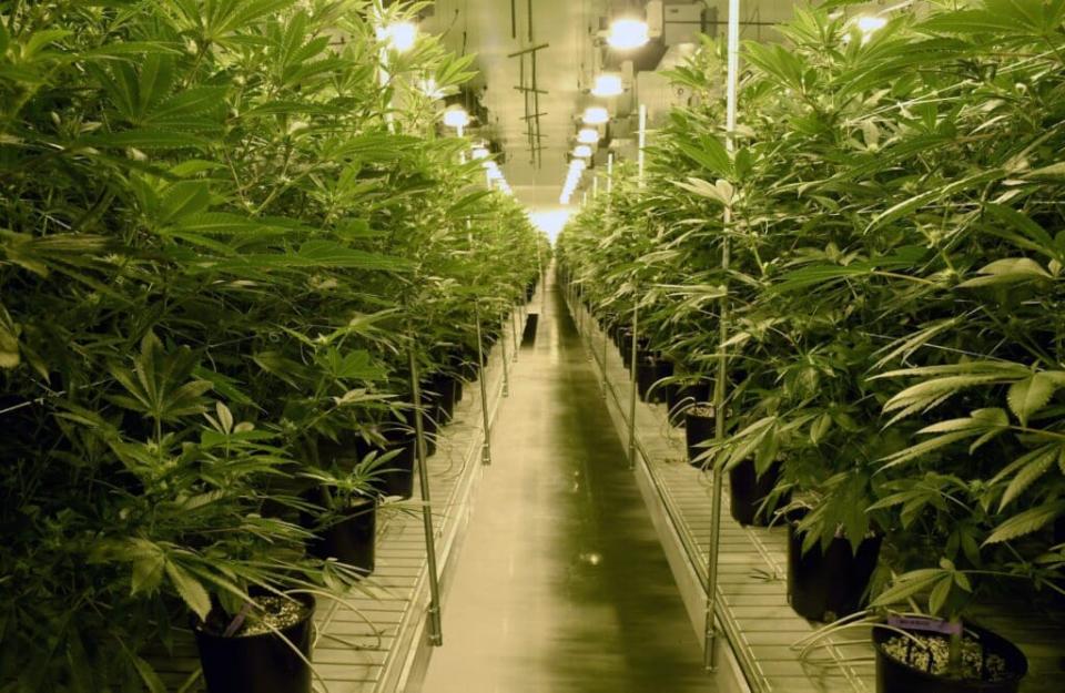 Marijuana Cultivation Center In Nevada Ramps Up Production As State Legalizes Recreation Use Of Weed