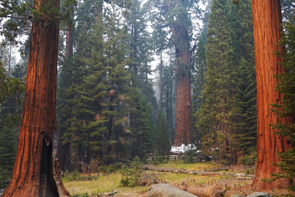 Sequoia National Park