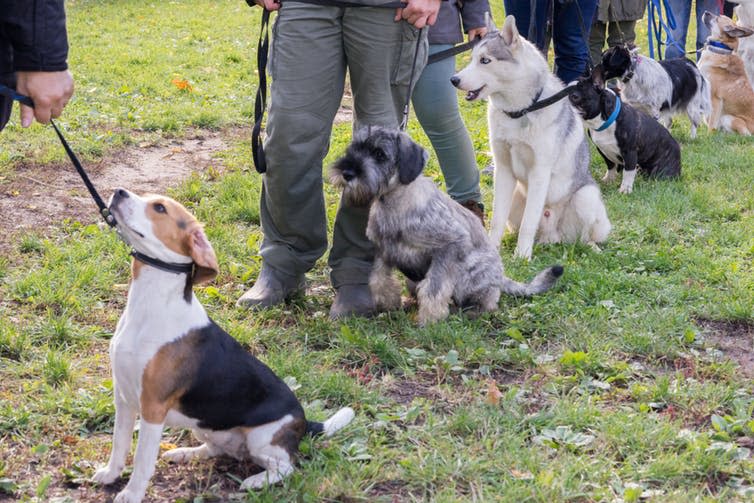 <span class="caption">Lack of training tends to be seen as a bigger issue than breed – apart from pit bulls.</span> <span class="attribution"><a class="link " href="https://www.shutterstock.com/image-photo/group-dogs-owners-obedience-class-queue-729981559?src=gh7ftD33Uay3MyIwDhCr8g-1-38" rel="nofollow noopener" target="_blank" data-ylk="slk:Elena11/Shutterstock.com;elm:context_link;itc:0;sec:content-canvas">Elena11/Shutterstock.com</a></span>