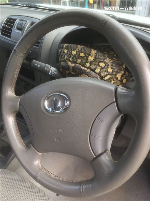 澳洲一名車主，自家車輛儀表板上突然被一隻巨大地毯莫瑞蟒（Carpet python）盤據。（圖／Brendan Dyer授權提供）