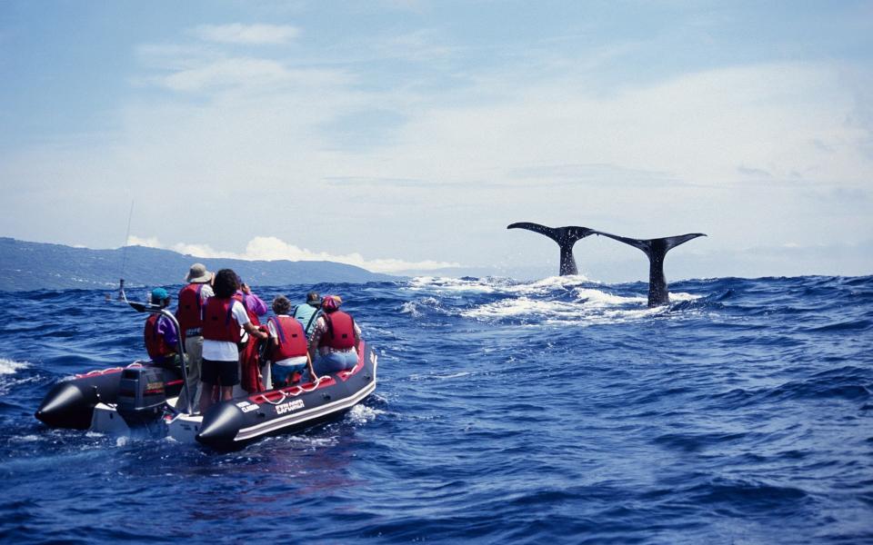 Sperm whale about to dive in the Azores - Gerard Soury/The Image Bank Unreleased