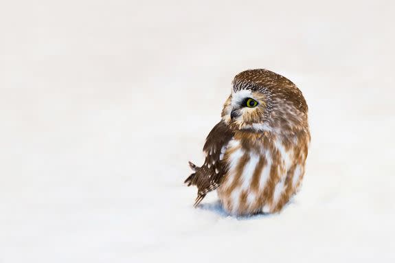 Superb Owl Sunday is swooping in to save your weekend