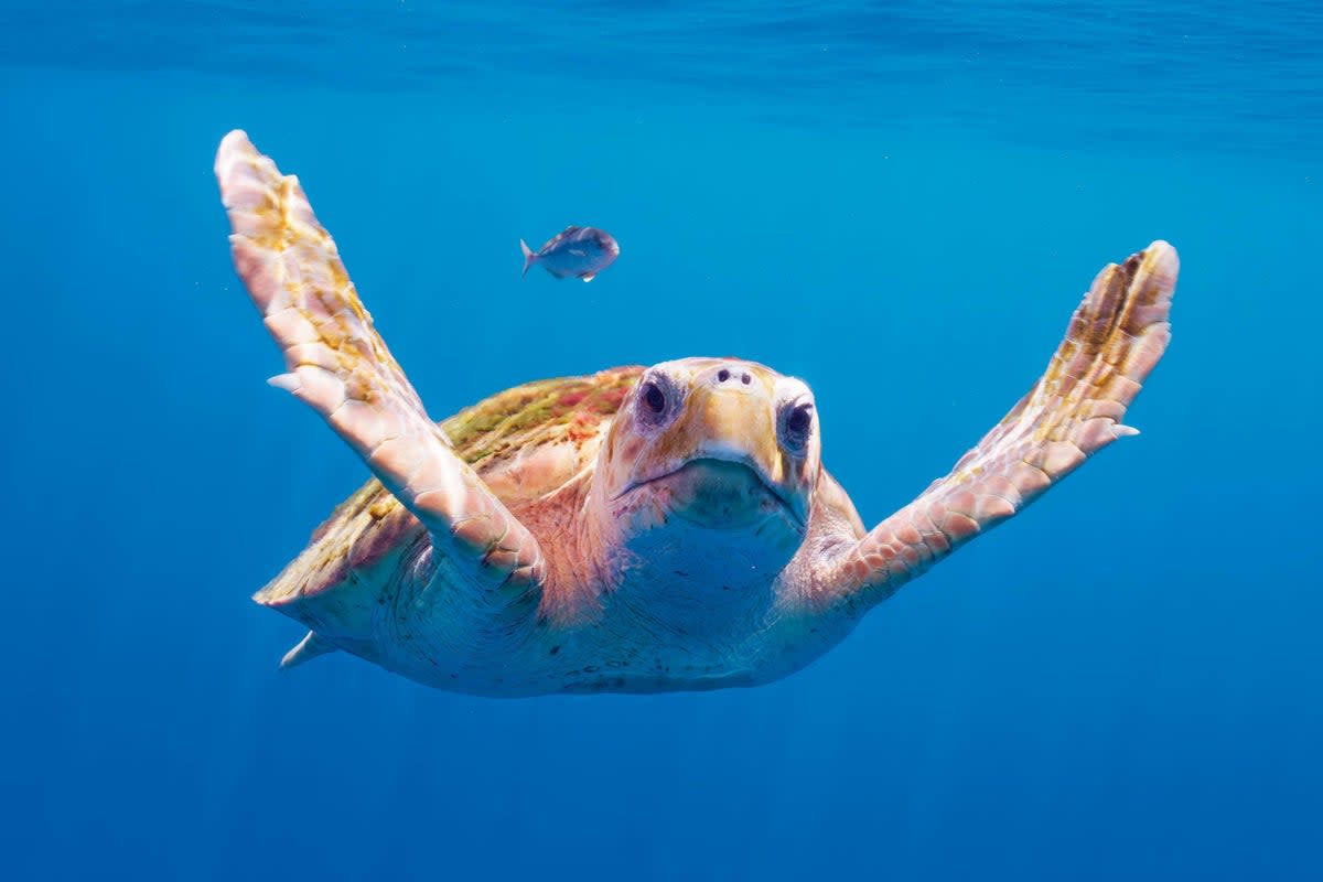 A logger head sea turtle in the Open Ocean (BBC Studios/© Rafa Herrero Massieu)