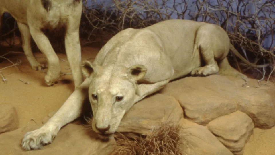 Both lions were mounted as taxidermy specimens and put on display at the Field Museum of Natural History in Chicago. - The Field Museum