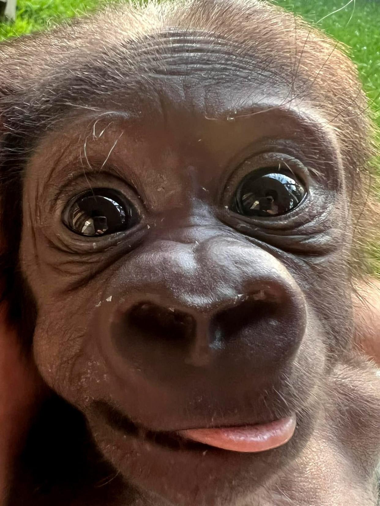 baby gorilla kaius