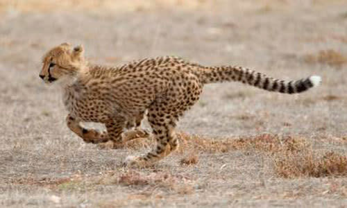 Monarto Zoo cheetahs need names